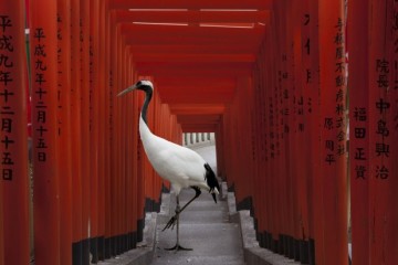 Karen Knorr: animals and culture