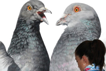 Giant hyper-realistic pigeons by Adele Renault