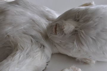 The feathered children by Lucy Glendinning