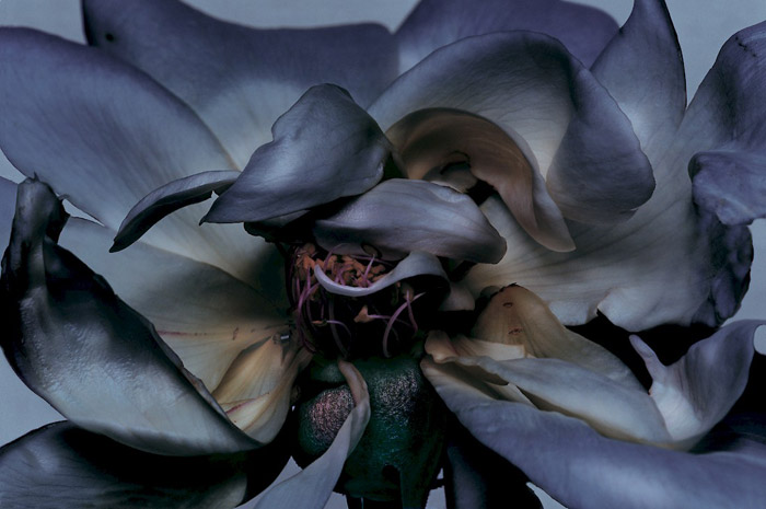 nick_knight_004